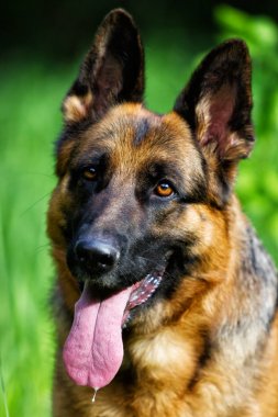 Portre Alman çoban köpek çim