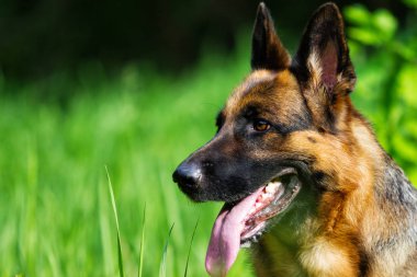 Portre Alman çoban köpek çim