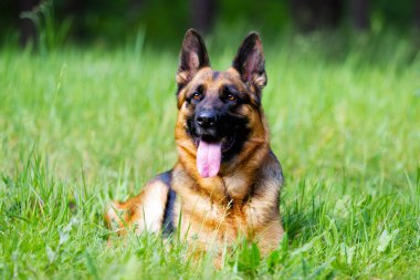 Alman çoban köpeği çimlerde