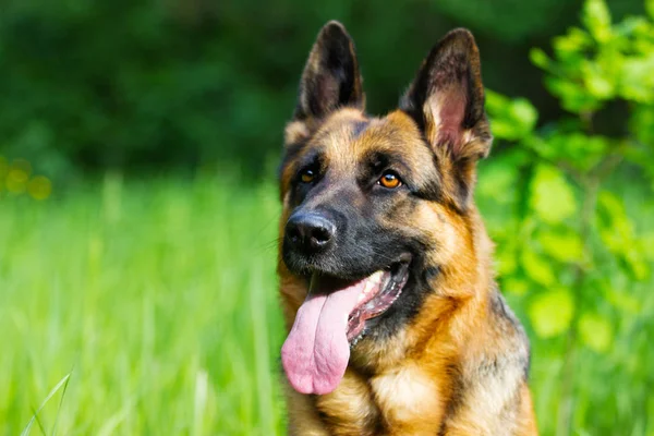 Portrait chien berger allemand dans l'herbe — Photo