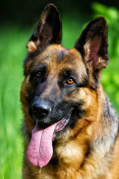 Portrait chien berger allemand dans l'herbe — Photo