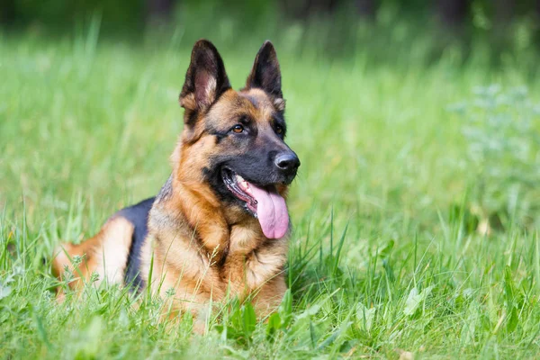 德国牧羊犬在草丛中 — 图库照片