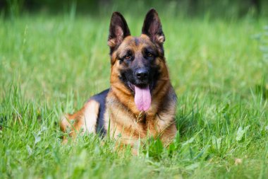 Alman çoban köpeği çimlerde