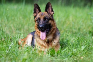 Alman çoban köpeği çimlerde
