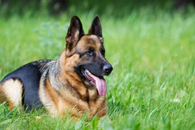 Alman çoban köpeği çimlerde