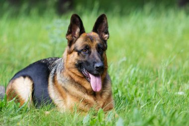 Alman çoban köpeği çimlerde