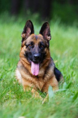 Alman çoban köpeği çimlerde