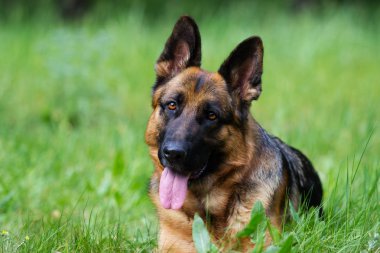 Alman çoban köpeği çimlerde