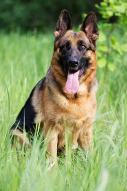 Alman çoban köpeği çimlerde