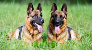 Alman çoban köpeği çimlerde