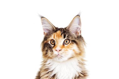 Maine Coon kedi portresi