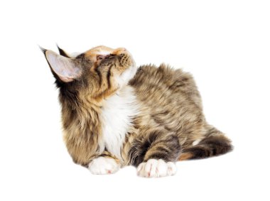 Kedi görünüyor, Maine Coon doğurmak