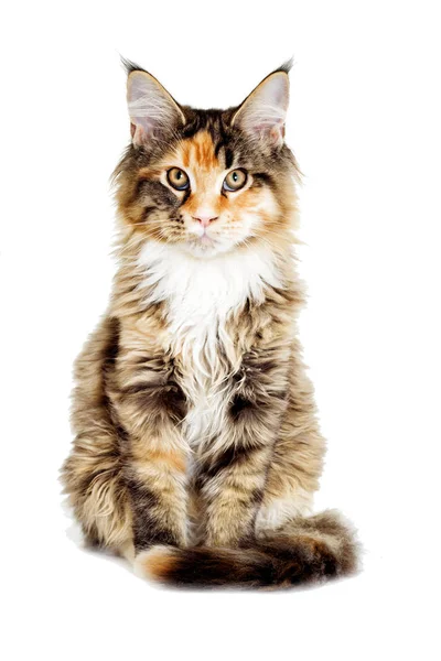 Mira Gato Maine Coon Crianza — Foto de Stock