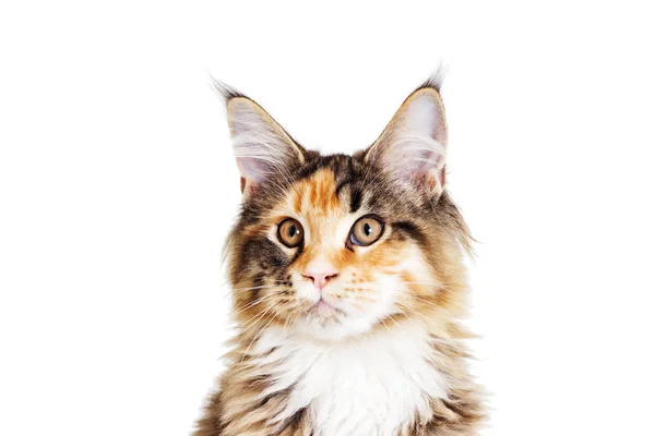 Retrato Maine Coon Gato — Foto de Stock