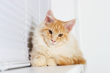 Pencere pervazı, Maine Coon cins kedi