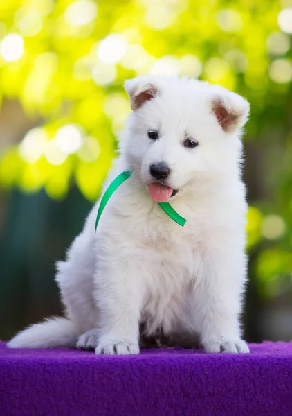 Petit Chiot Berger Suisse Blanc — Photo