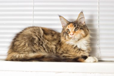 Pencere pervazı, Maine Coon cins kedi