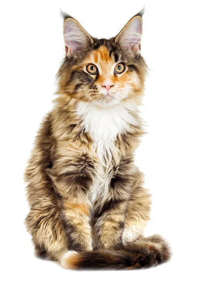 Kedi Görünüyor Maine Coon Doğurmak — Stok fotoğraf