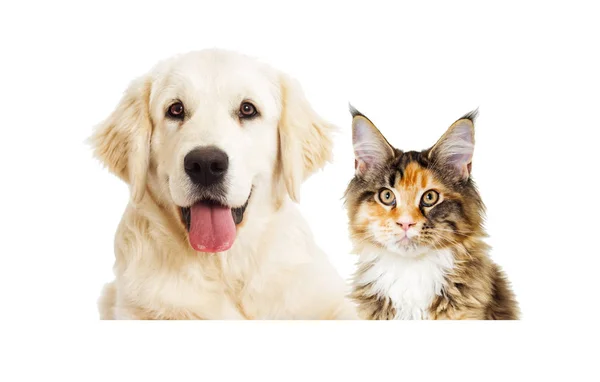 Hund och katt tittar på vit bakgrund — Stockfoto