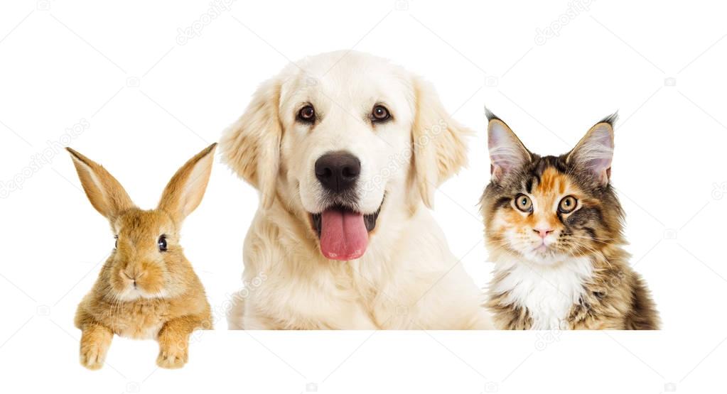 dog and Cat looking on a white background