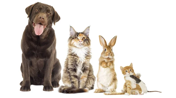 Grupp av sällskapsdjur på vit bakgrund — Stockfoto