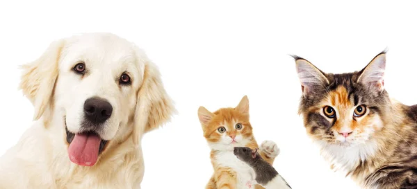Portrait Golden retriever and ginger cat looking — Stock Photo, Image