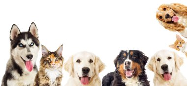 portre Golden retriever ve yavru kedi