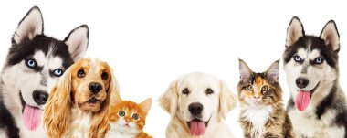 Dışarı bakmak wh Kızıl saçlı yavru kedi ve köpek yavrusu husky ve spaniel köpek