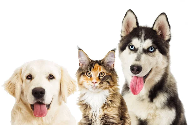 Retrato de husky siberiano e casulo de maine de gato em backgroun branco — Fotografia de Stock