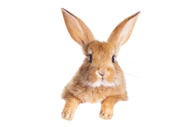 Funny redhead rabbit peeking — Stock Photo, Image