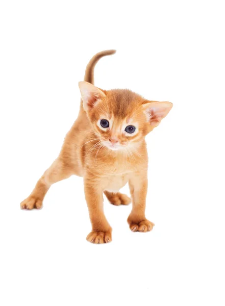 Маленький абиссинский котенок выглядит — стоковое фото