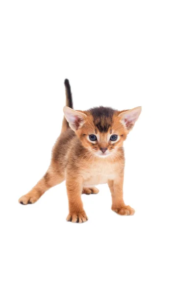 Petit chaton abyssinien ressemble — Photo