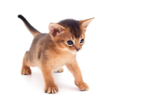 Pequena abissínia gatinho olha — Fotografia de Stock