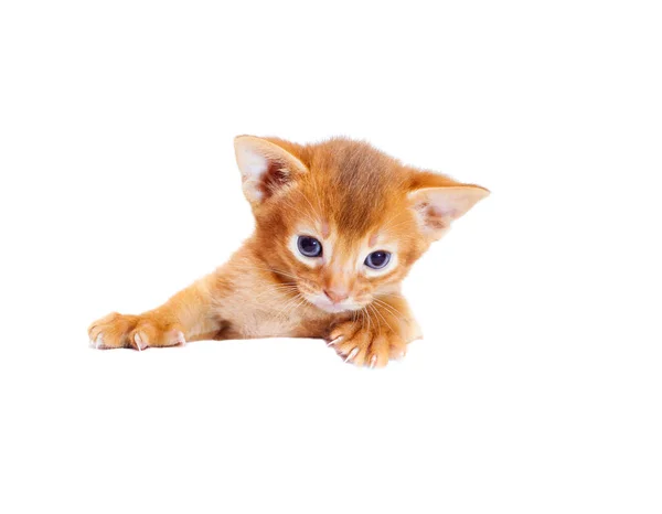 Pequeno gatinho abissínio espreita por causa de uma caixa branca — Fotografia de Stock