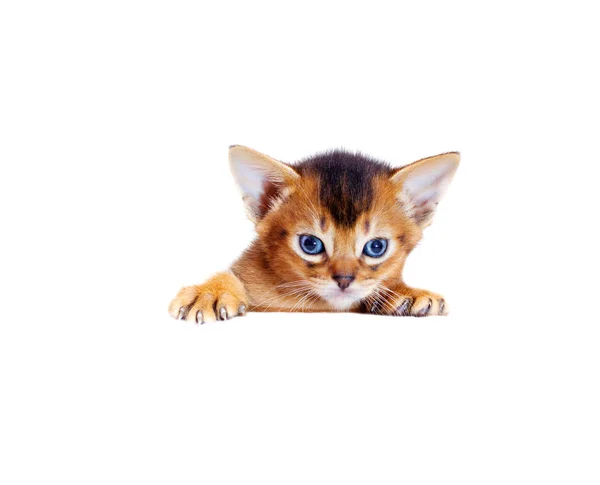 Μικρό γατάκι αβυσσινιακού κρυφοκοιτάζει έξω λόγω ένα λευκό κουτί — Φωτογραφία Αρχείου