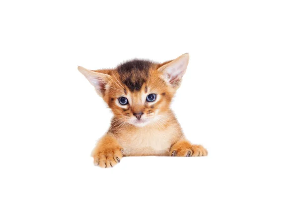 Kis Abesszin cica peeks ki, mert egy fehér doboz — Stock Fotó