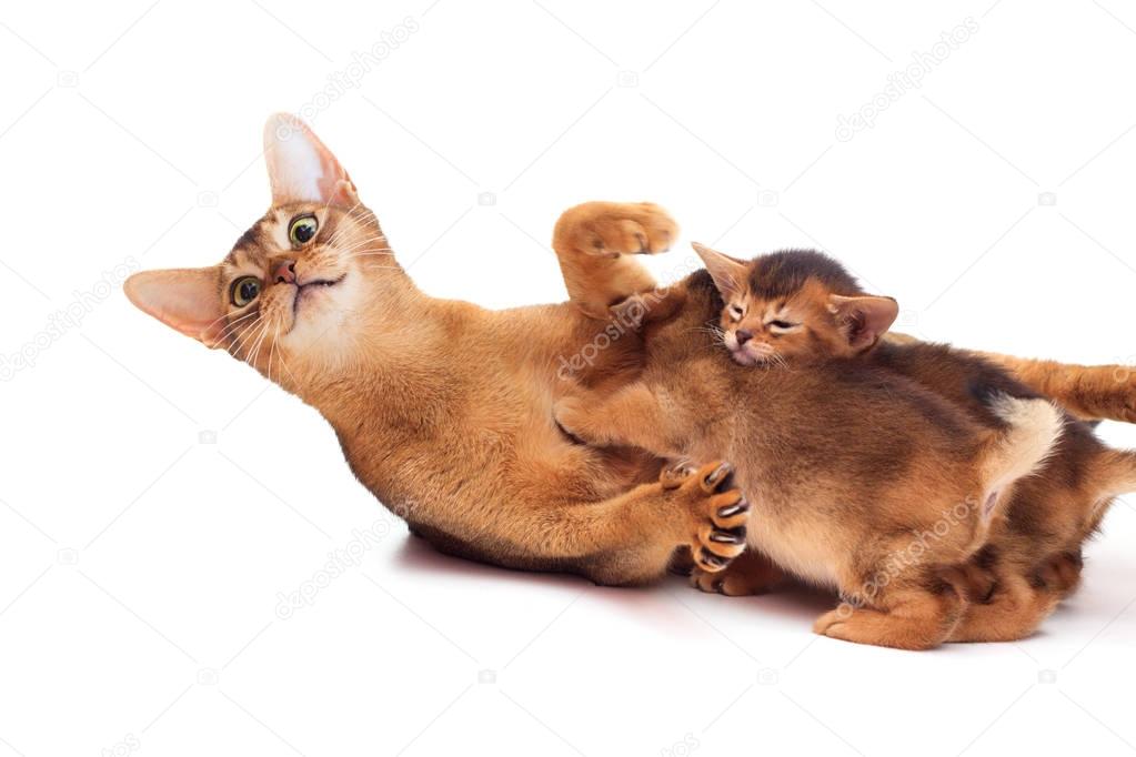 Cat hugs a brood of kittens