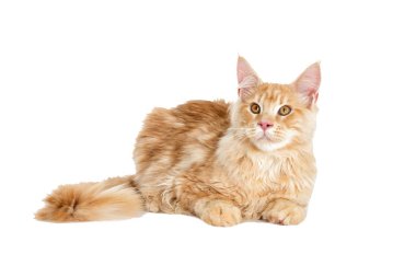 Kedi görünüyor, Maine Coon doğurmak