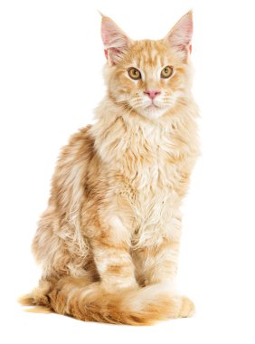 Kedi oturur ve görünüyor, Maine Coon doğurmak