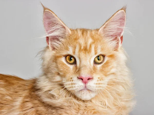 Portrait of a cat looking, a Maine Coon breed on a gray backgrou — Stock Photo, Image