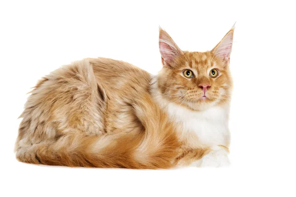 Kedi görünüyor, Maine Coon doğurmak — Stok fotoğraf