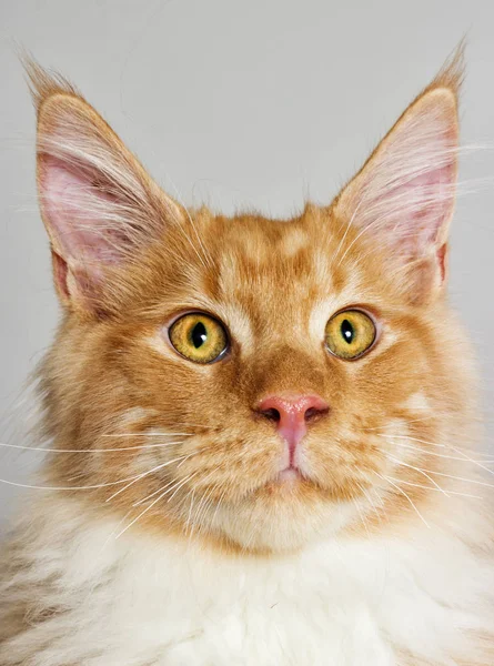 Портрет кішки озираючись, породи Мейн-Кун на сірому фону як — стокове фото