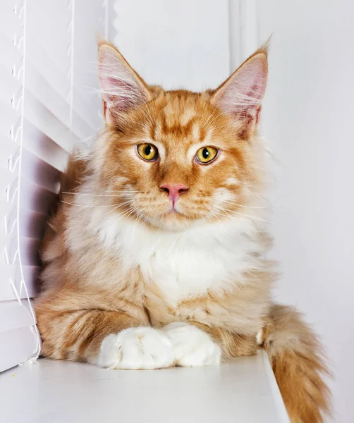 Gato en el alféizar de la ventana, Maine Coon crianza —  Fotos de Stock