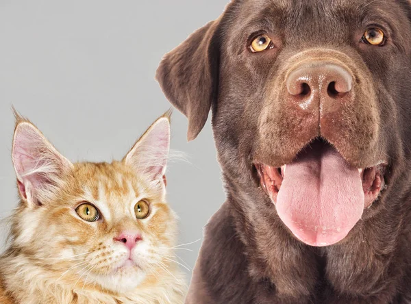 一只猫和一只狗在灰色的背景上的肖像 图库图片
