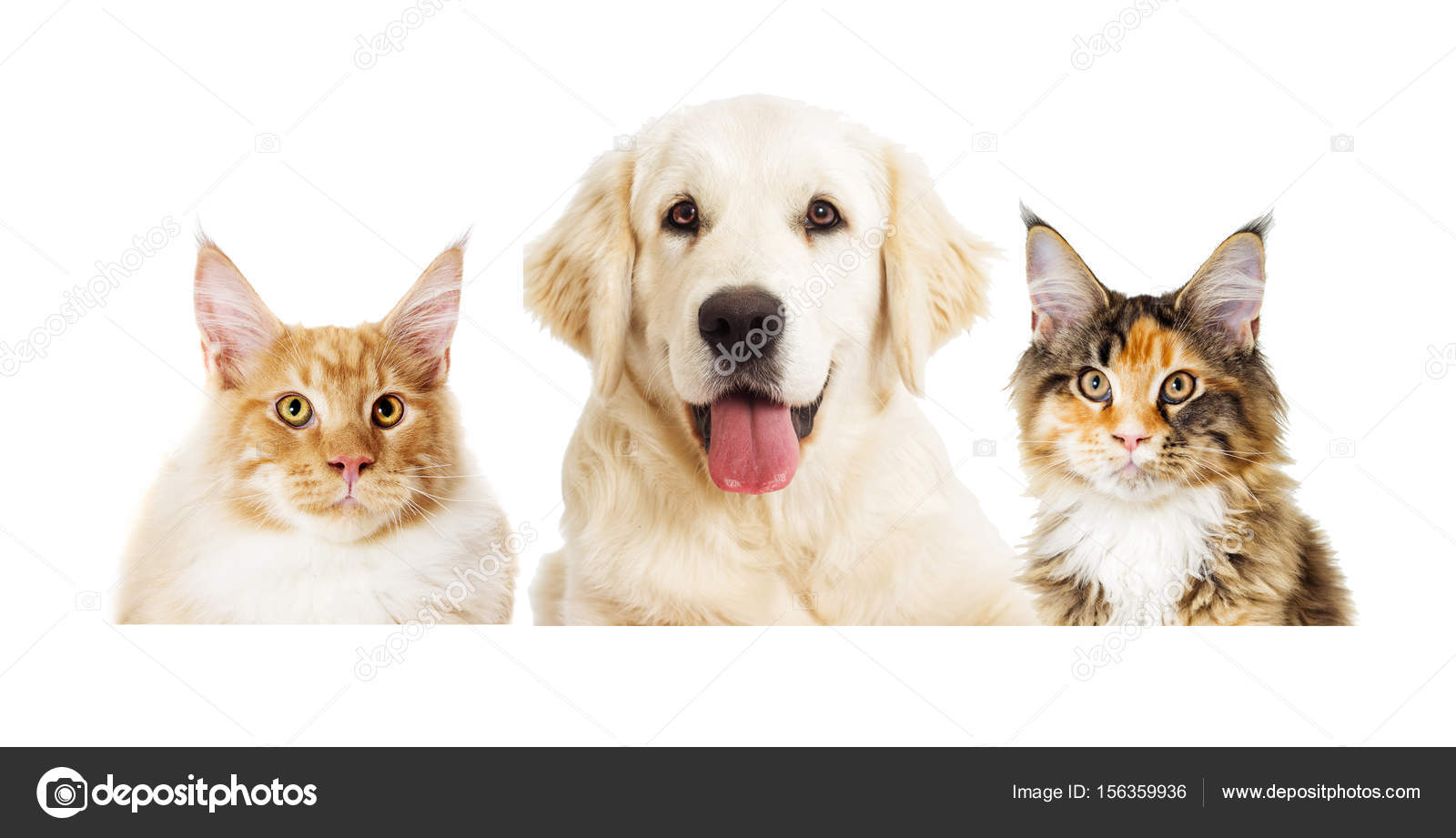 Chien Et Chat à La Recherche Sur Un Fond Blanc