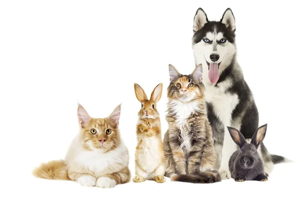 Grupp av sällskapsdjur på vit bakgrund — Stockfoto