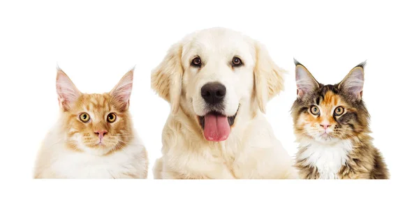 Hund und Katze auf weißem Hintergrund — Stockfoto