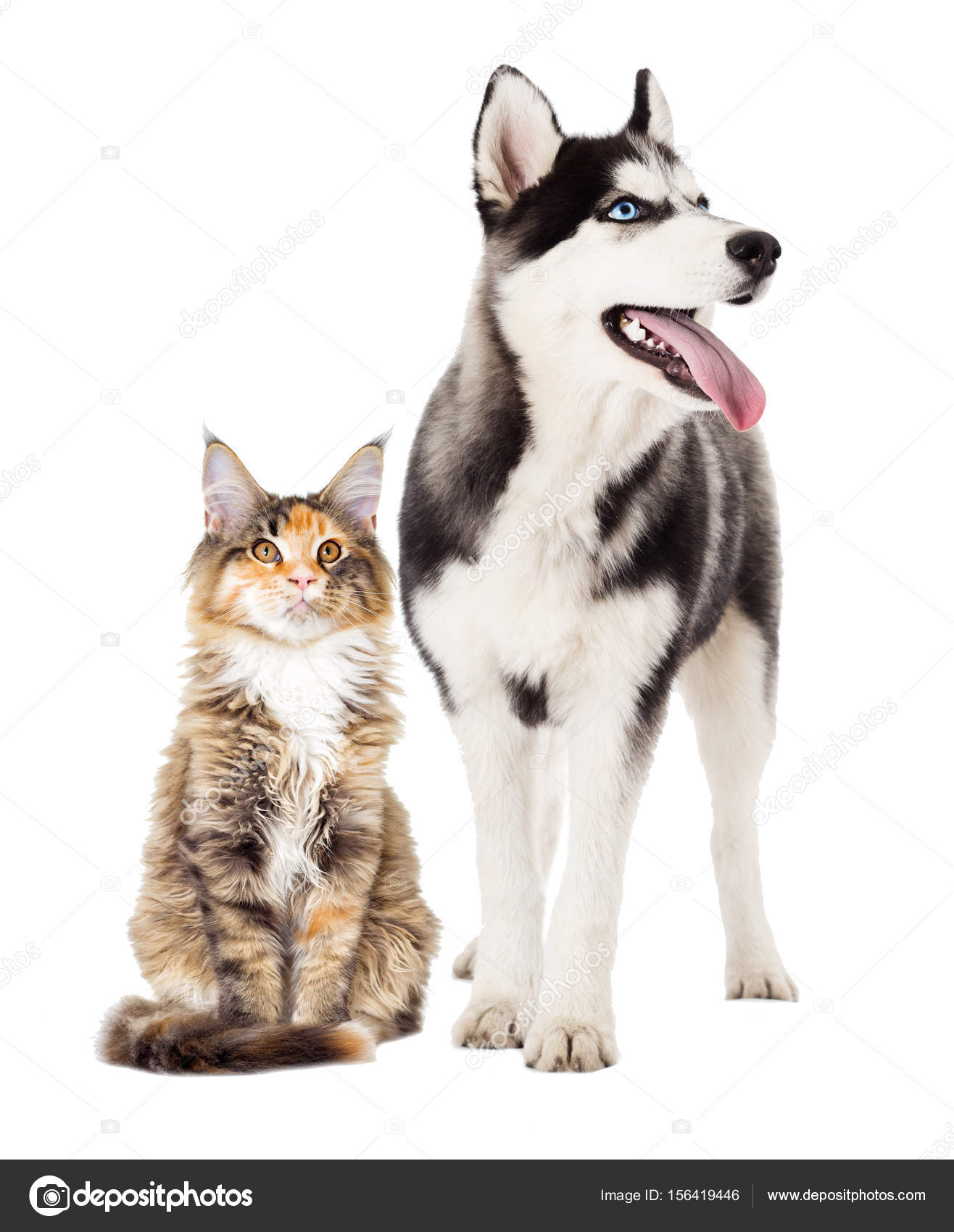 are siberian huskies good with cats