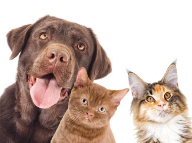 Portre köpek ve a yavru kedi arıyorum