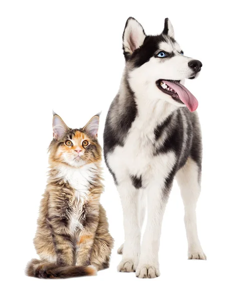 哈士奇狗和猫 — 图库照片